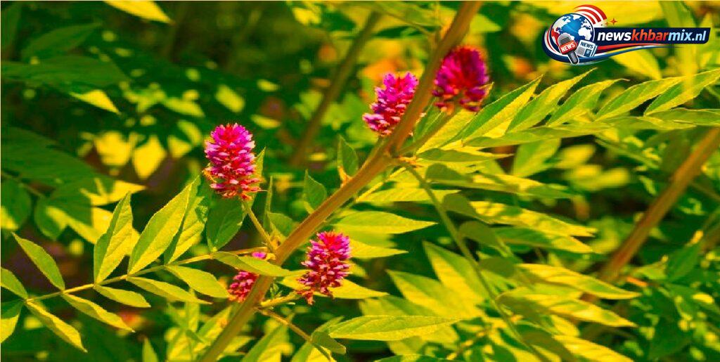 Welk deel van de boom 'Glycyrrhiza Glabra' eten wij als zoethout (6)