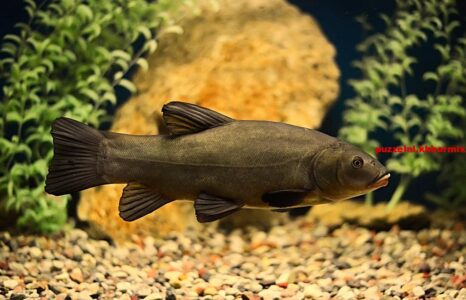 Welke groenige zoetwatervis houdt het water zuiver