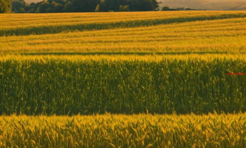 Van dit gele gewas wordt biodiesel gemaakt