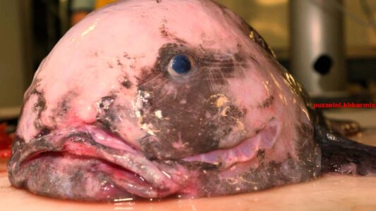 Welk dier werd in 2013 verkozen tot het lelijkste dier ter wereld (7)