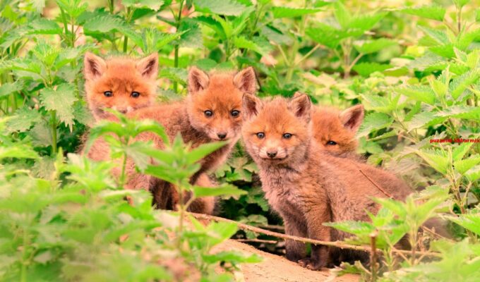Hoe heet het jong van een vos (4) letters
