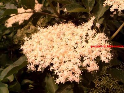 Wat is de Nederlandse naam voor de Sambucus nigra (5) letters