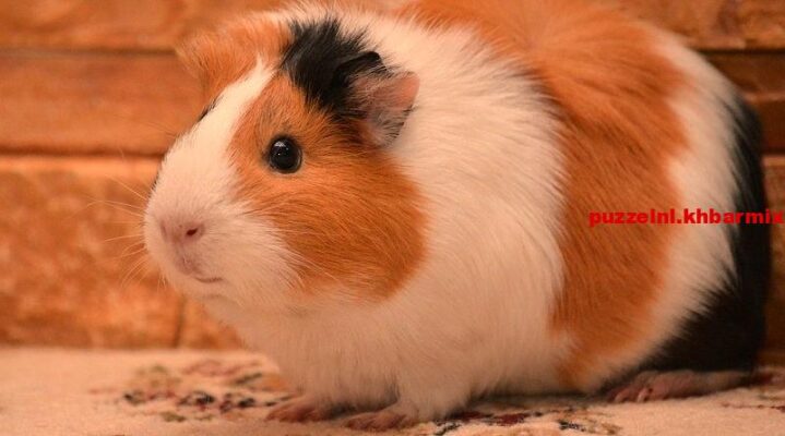 Welk knaagdier wordt in Ecuador regelmatig gegeten (5) letters