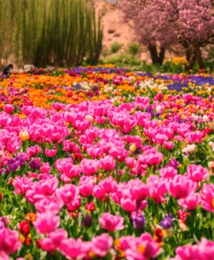 Welke botanicus introduceerde de tulp rond 1600 in Nederland (7) letters