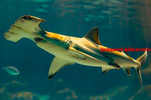 Dat soort haaibaai komt in het geweer. (7) letters