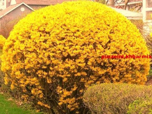 Dicht struikgewas (7) letters