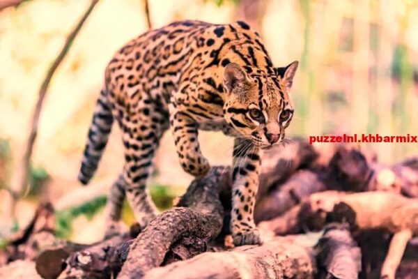 Het kleine kamertje in de wilde haver verbergt een roofdier. (6)