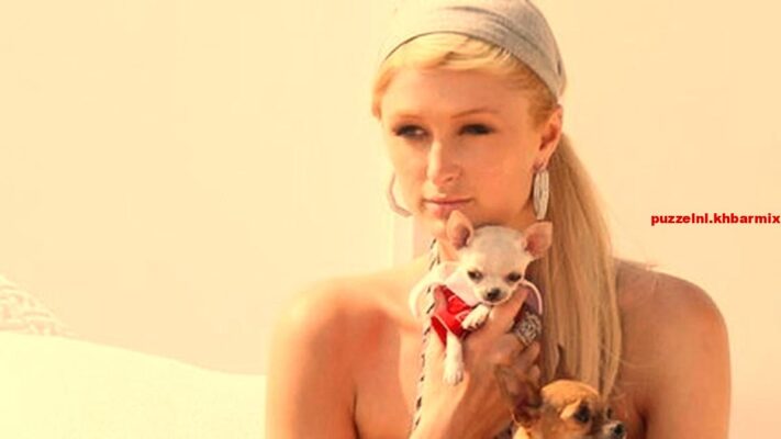 Hoe heette de eerste chihuahua van Paris Hilton (10)