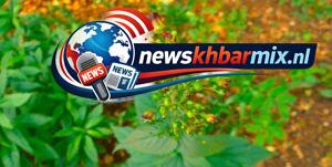 Plantengeslacht uit de helmkruidfamilie zoals de koningskaars of de stalkaars. (6)