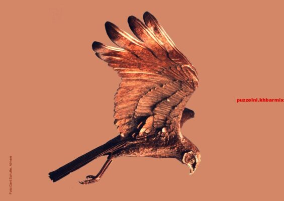 Welke roofvogel is het symbool van de provincie Flevoland (10) letters