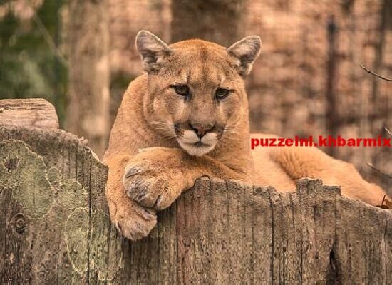 Deze katachtige rover wordt ook wel zilverleeuw genoemd (5)