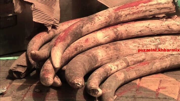 Hoe heet het surrogaat van ivoor uit ivoorpoeder beendermeel en bindmiddel (7)