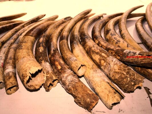 Hoe heet het surrogaat van ivoor uit ivoorpoeder beendermeel en bindmiddel (7) letters