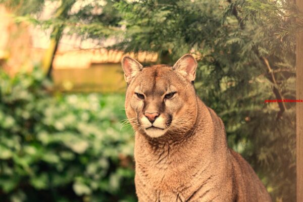Welke katachtige wordt ook wel zilverleeuw genoemd (5)