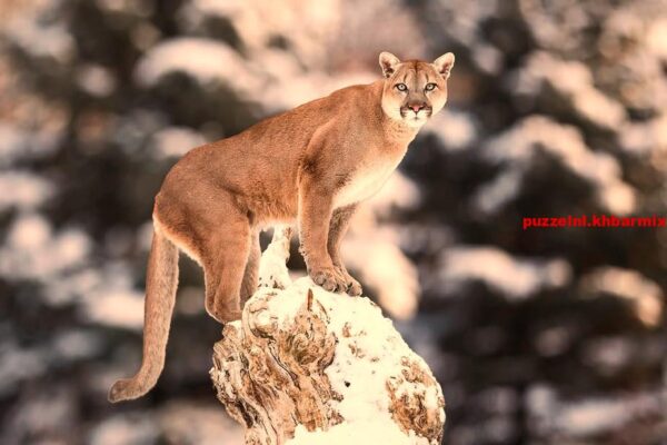 Welke katachtige wordt ook wel zilverleeuw genoemd (5) letters