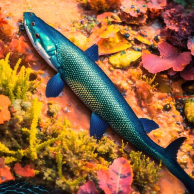 Welke vis kan schokken van wel 600 volt afgeven (9) letters