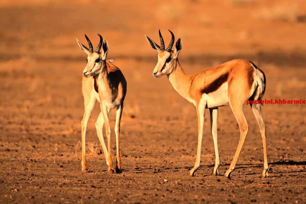 Wat is het nationale dier van Zuid-Afrika (9)