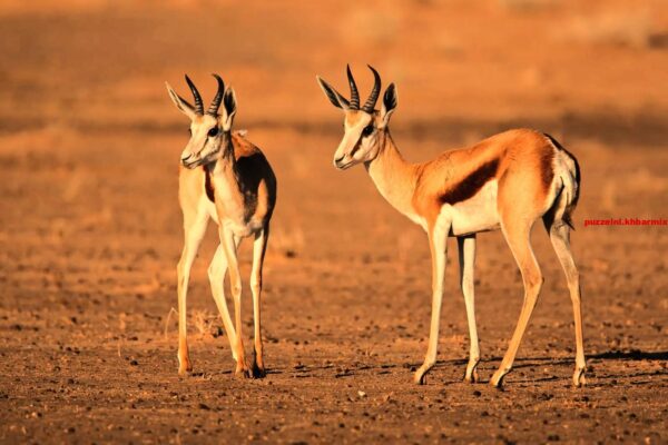 Wat is het nationale dier van Zuid-Afrika (9)