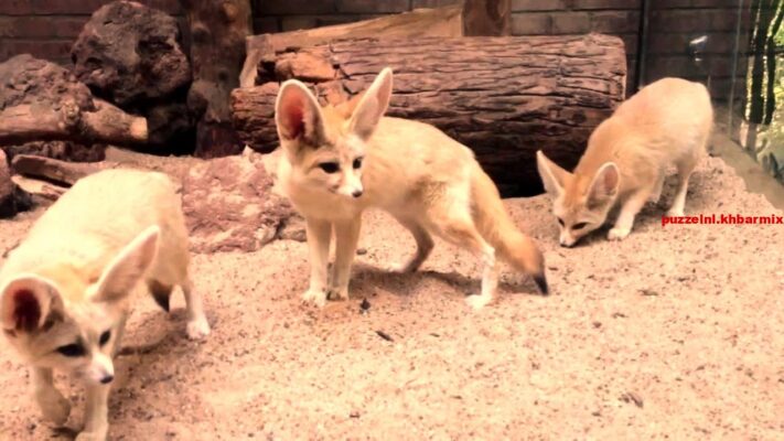 Deze vos komt voor in de woestijnen van Afrika en Arabië (6) letters