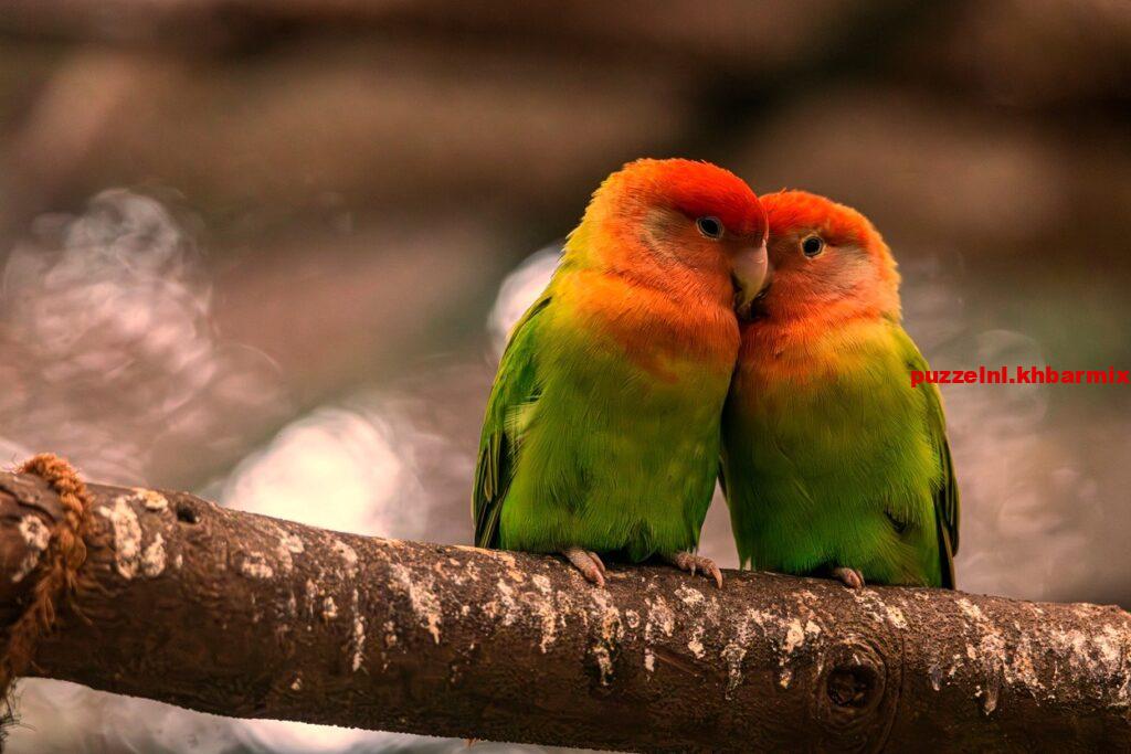 Deze dwergpapegaai wordt ook wel 'lovebird' genoemd. (9) letters