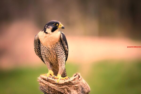 Deze vogel is het snelste dier ter wereld (10) letters