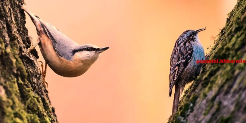 Welke vogel lijkt op een veldleeuwerik maar is het niet (10)