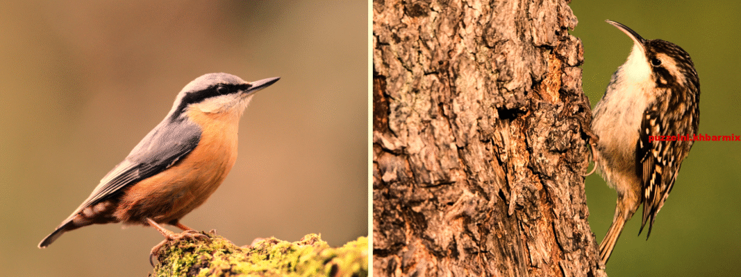 Welke vogel lijkt op een veldleeuwerik maar is het niet (10) letters