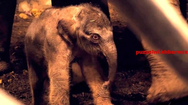 Artis olifantje geboren