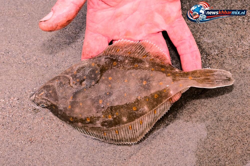 Deze platvis dankt zijn naam aan zijn ovaalronde vorm. (4) letters