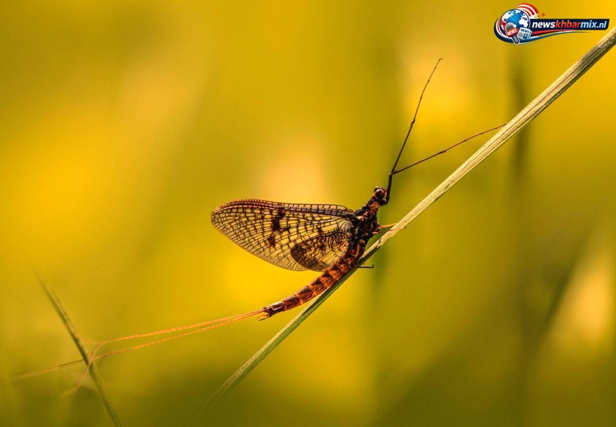 Dit insect kennen we beter onder de naam eendagsvlieg. (4)