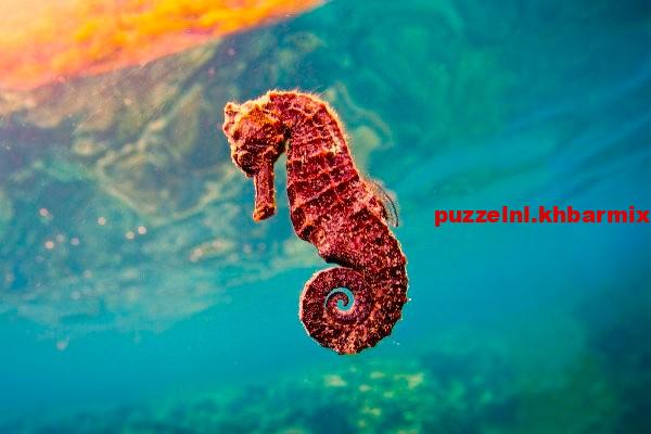 Wat is de langzaamste vis ter wereld (10)