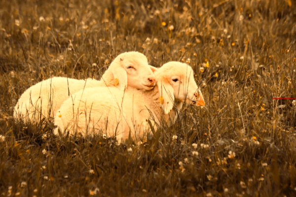 Welk dier is de producent van de kasjmierwol (4)