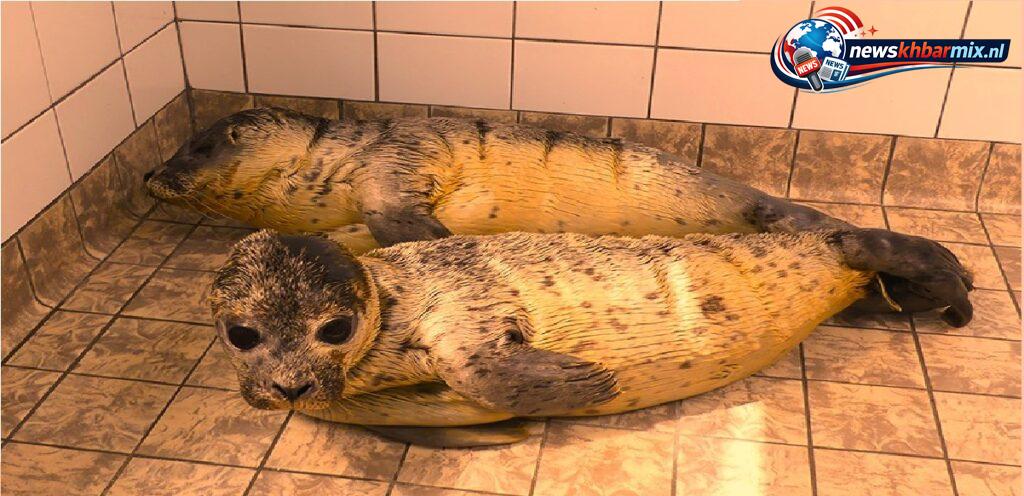 Hoe heet een jonge zeehond die zijn moeder kwijt is (6)