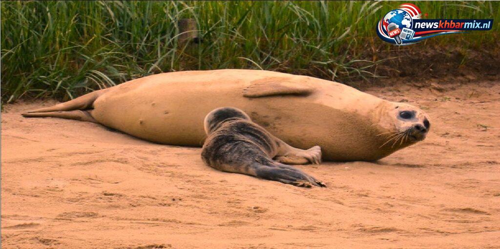 Hoe heet een jonge zeehond die zijn moeder kwijt is (6) letters