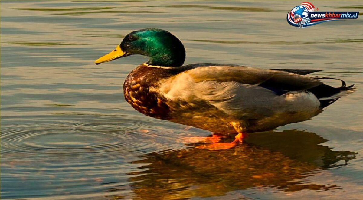 Van welke diersoort heet het mannetje 'woerd' (4)