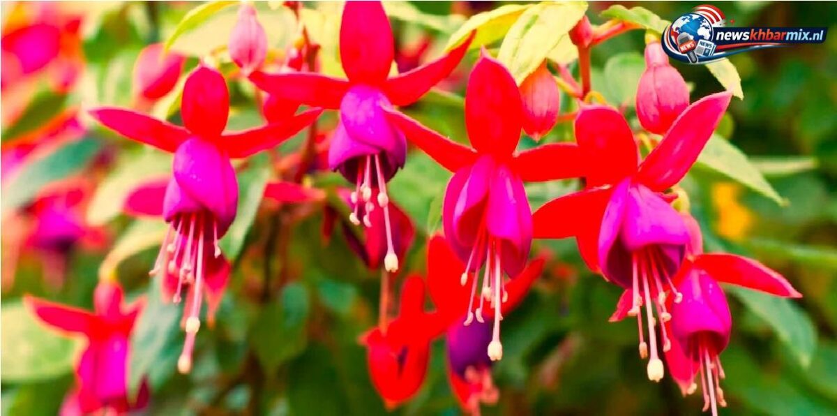 Wat is de volksnaam van de fuchsia (11)