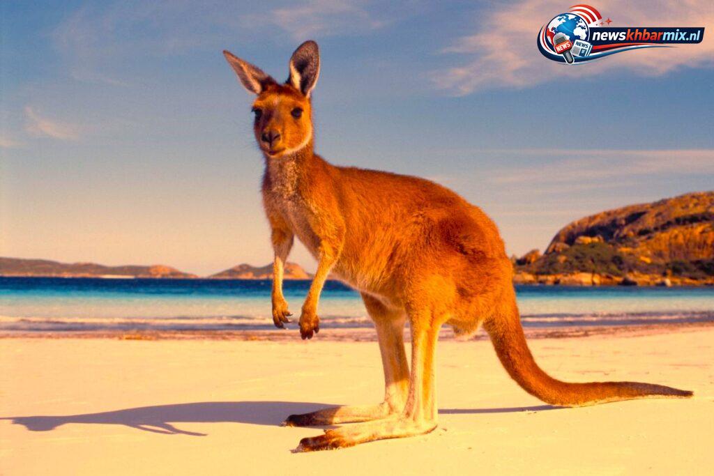 Welk buideldier staat symbool voor Australië (9)