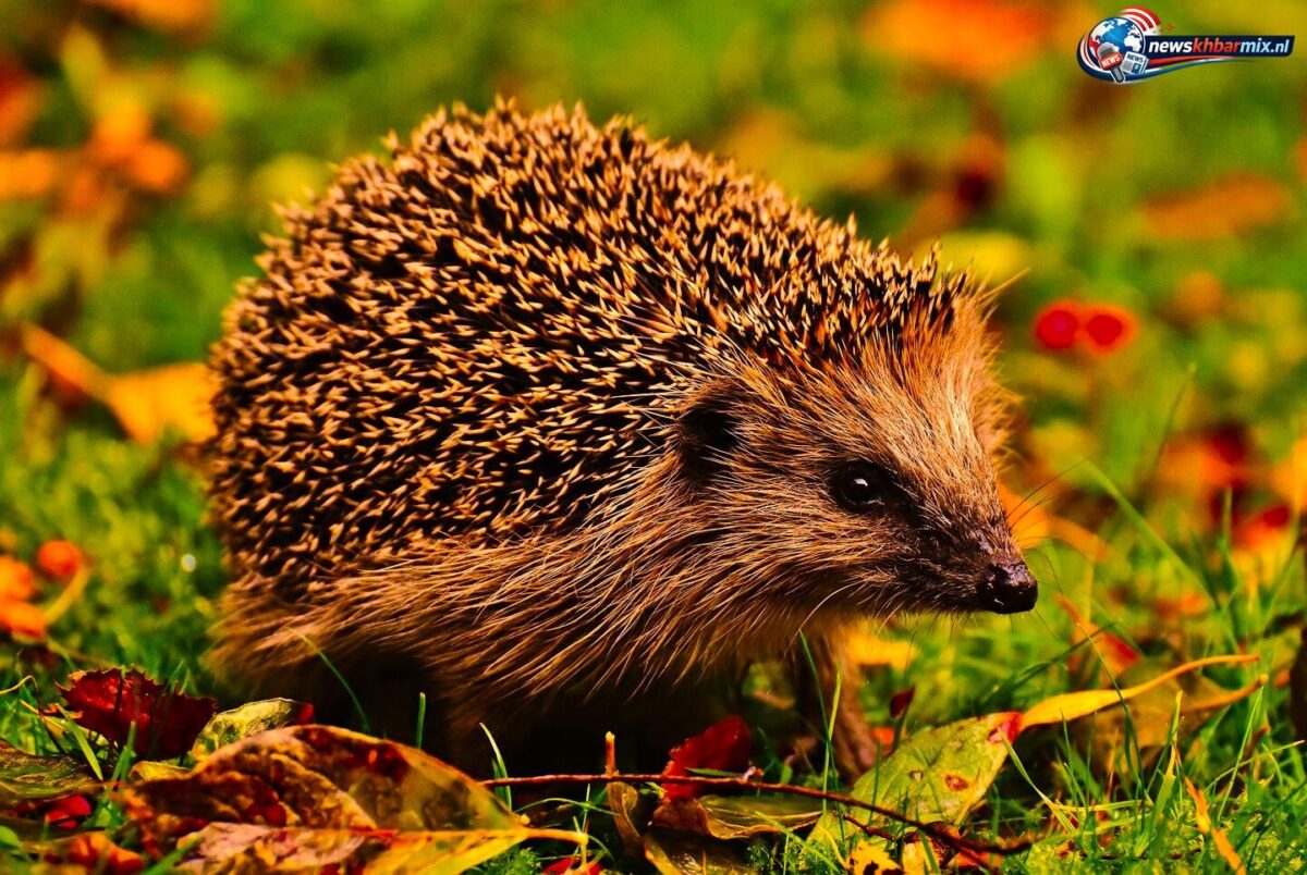 Welk stekelig zoogdiertje gaat vooral 's nachts op stap (4)