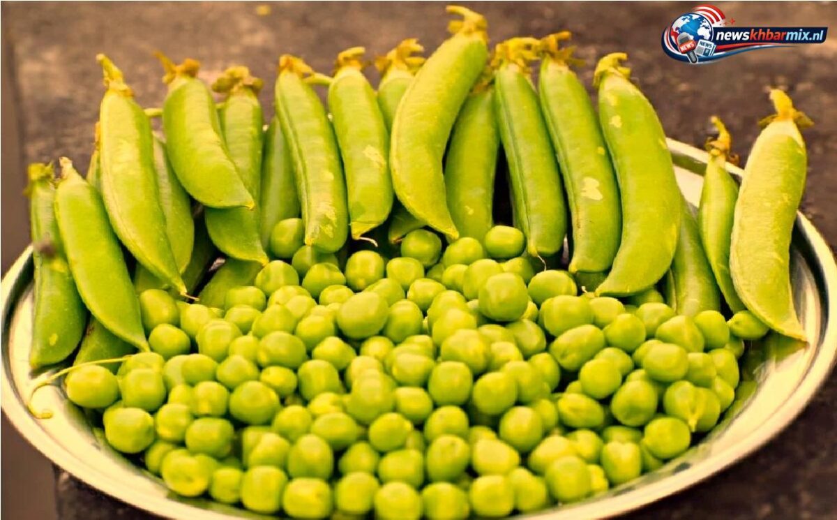 Worden voor het eerst in 50 jaar weer op grote schaal in ons land verbouwd (6)