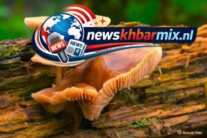 Soort-paddenstoel-behorend-tot-de-plaatjeszwammen-7-300x200 Soort paddenstoel, behorend tot de plaatjeszwammen (7) letters? Puzzel Oplossingen 24 maart 2026