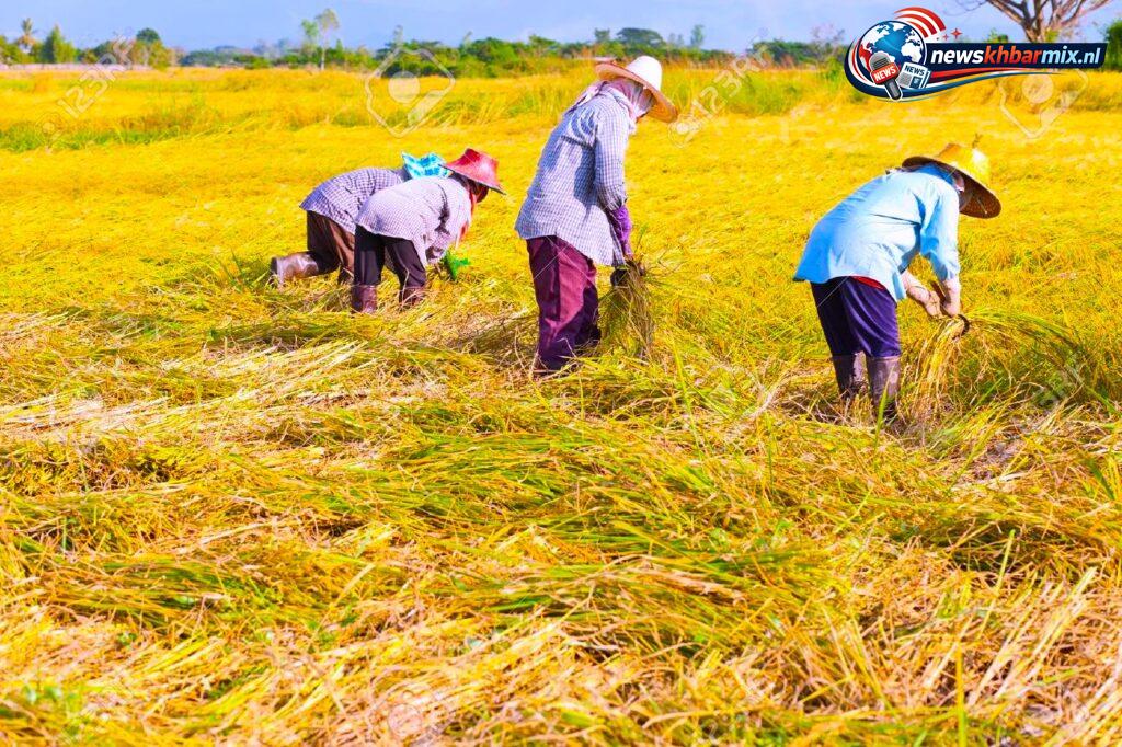 De-snelle-stijging-hiervan-in-India-en-Pakistan-schaadt-de-rijstteelt-11-1024x682 De snelle stijging hiervan in India en Pakistan schaadt de rijstteelt (11) letters? Alle puzzelantwoorden 26 april 2026