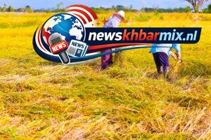 De snelle stijging hiervan in India en Pakistan schaadt de rijstteelt (11) letters? Alle puzzelantwoorden 26 april 2026