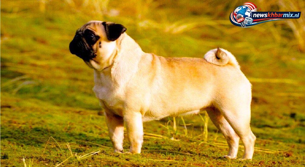 Hoe-wordt-een-klein-soort-dog-met-een-stompe-snuit-genoemd-4-1024x561 Hoe wordt een klein soort dog met een stompe snuit genoemd? (4) letters Puzzels opgelost 25-26 april 2026