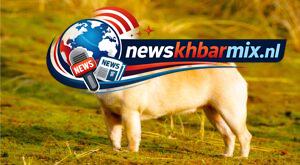 Hoe wordt een klein soort dog met een stompe snuit genoemd? (4) letters Puzzels opgelost 25-26 april 2026