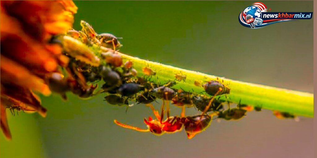 Hoe-wordt-het-samenleven-met-wederzijds-voordeel-van-twee-planten-of-dieren-genoemd-8-1024x512 Hoe wordt het samenleven met wederzijds voordeel van twee planten of dieren genoemd? (8) letters Antwoorden puzzels 11-12 april 2026