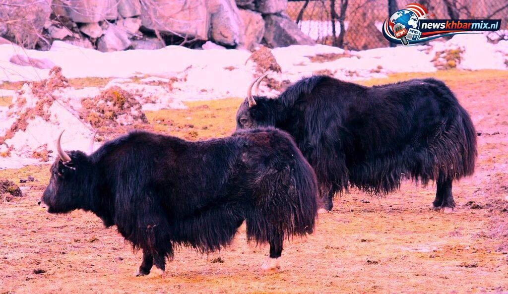 In-welk-werelddeel-komt-de-jak-voor-4-1024x593 In welk werelddeel komt de jak voor? (4) letters Puzzels opgelost 18-19 april 2026