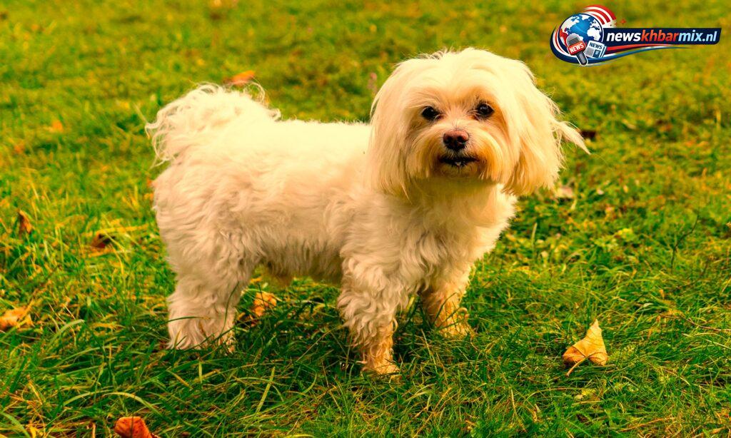 Katachtige-van-Malta-8-8-1024x614 Katachtige van Malta? (8-8) letters Puzzels opgelost 4-5 april 2026