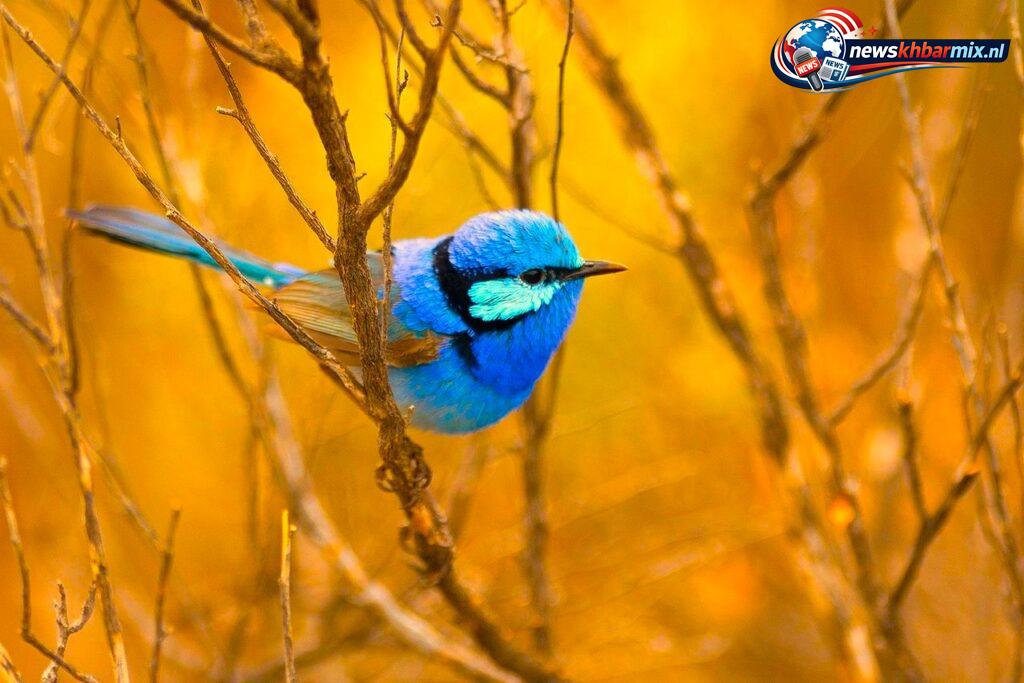 Wat-is-de-nationale-vogel-van-Australie-4-1024x683 Wat is de nationale vogel van Australië? (4) letters Antwoorden puzzels 11-12 april 2026