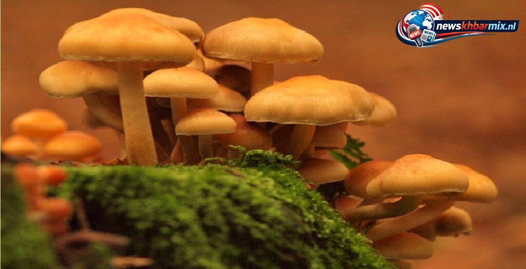 Wat-is-een-hanenkam-of-zwavelkop-11-1024x524 Wat is een hanenkam of zwavelkop? (11) letters Antwoorden puzzels 11-12 april 2026