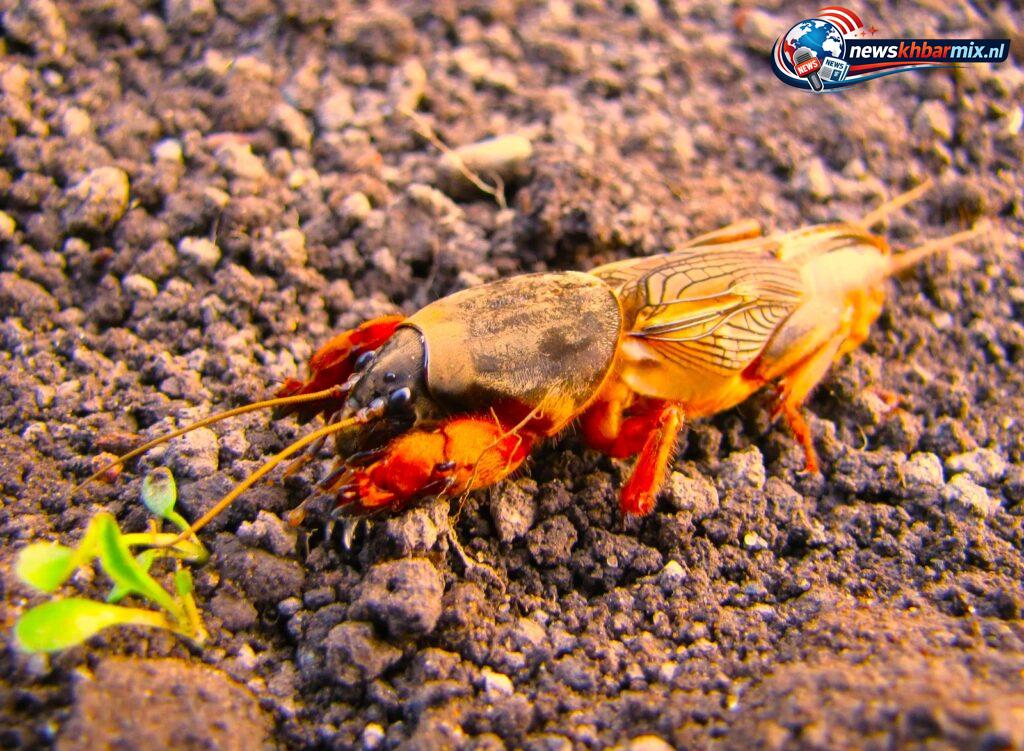 Wat-is-het-grootste-insect-dat-in-Nederland-voorkomt-12-1024x751 Wat is het grootste insect dat in Nederland voorkomt? (12) letters Puzzels opgelost 9 april 2026